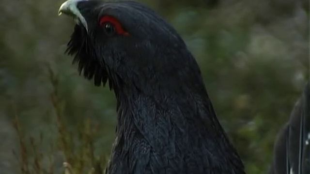 Capercaillie display in Froland, Norway, april 2009 смотреть онлайн