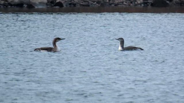 903. Potáplice Malá, Red-throated Loon, Sterntaucher, Краснозобая гагара, Nur Rdzawoszyi