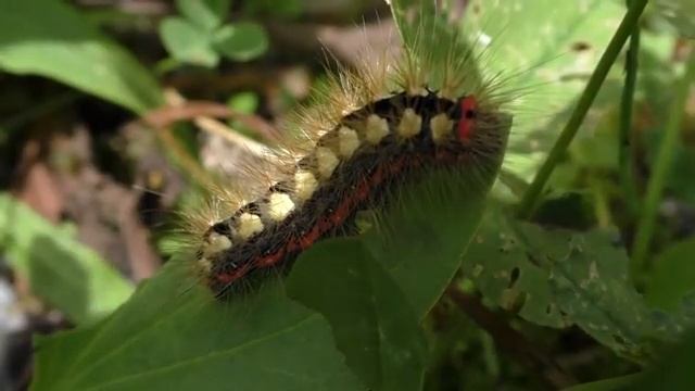 Natuur in Oostenrijk - rups van een wolfsmelkuil (Acronicta euphorbiae) смотреть онлайн