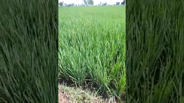 SUPREME110 Farmer view from Village Sursingh district Tarn taran Sahib cont-9996614444, 9996583269 смотреть онлайн