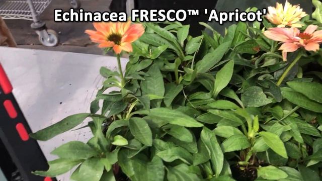 TERRA NOVA® Nurseries, Inc. - Echinacea FRESCO™ 'Apricot' смотреть онлайн