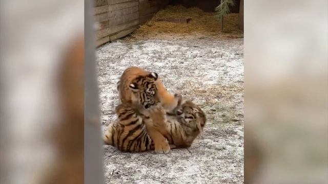 В мелитопольском зоопарке показали зимние игры тигрят смотреть онлайн