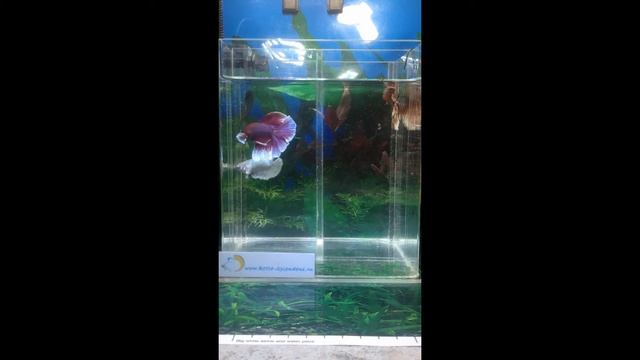 Betta Splendens Dumbo Super Delta, Pink Butterfly, Male 4 Month Old