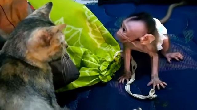 Grumpy Kitty Slaps Baby Monkey And Hurts His Feelings. 😾🙈😩😭😭😭 #petmonkey #cuteanimals