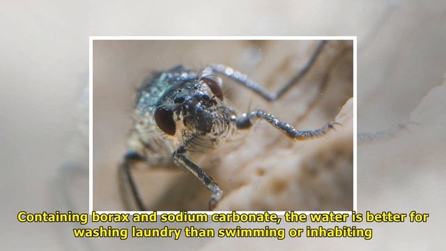 The scuba diving flies of california’s mono lake | News TV смотреть онлайн