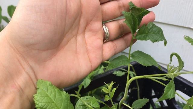 From NUT to TREE - Growing American Black Walnut Trees From Scratch смотреть онлайн