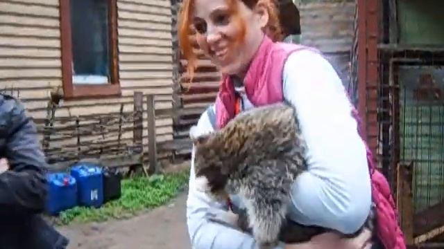 Енот- проказник - 8 965 380-13-11 смотреть онлайн