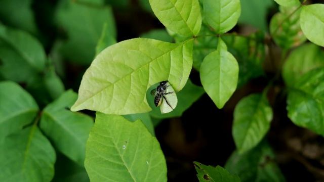 Leafcutter Bee (Megachile) At Work