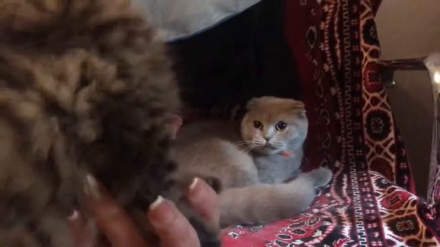 Мотя собака смотреть онлайн