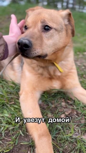 Куда же делись все друзья?! #shortvideo #youtube #youtubeshorts #собака #dog смотреть онлайн