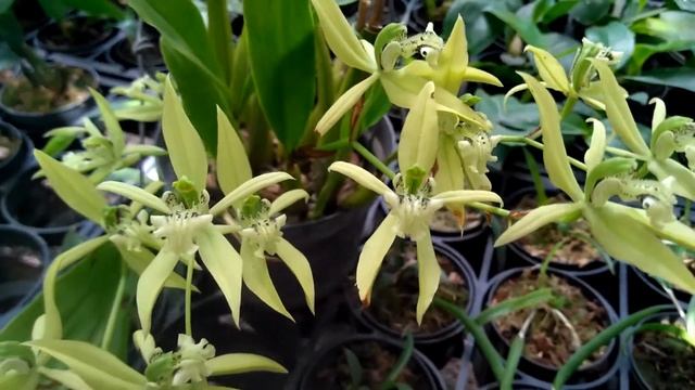 Coelogyne Brachyptera #orquidea #orchid
