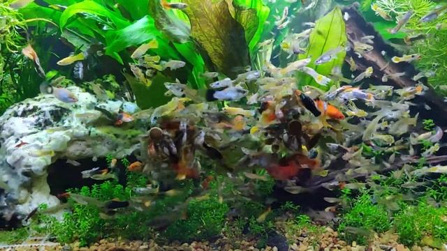 Live-Bearer 40 Breeder Chaos (filmed For The Aquarium Co-Op Forum)