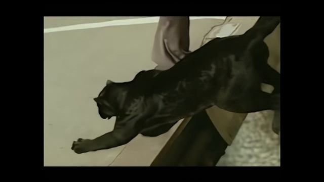 2004 720p➡️1440p Omnitel Pantera (Turite patikima drauga) смотреть онлайн