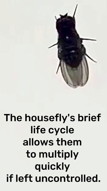 💤🪰HOUSE FLY🪰💤ALL You Need To Know About It!🤪🤪💤💤 @naturewalktime  📸
