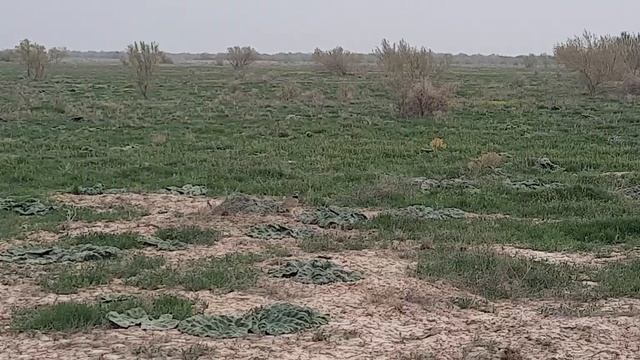 Безгелдек (Стрепет) дауыс шығаруы. Көктерек орманшылығы. 2022 жыл