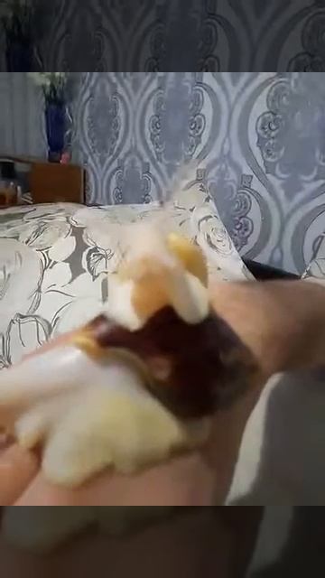 Улитки Ахатин ползают по руке. смотреть онлайн