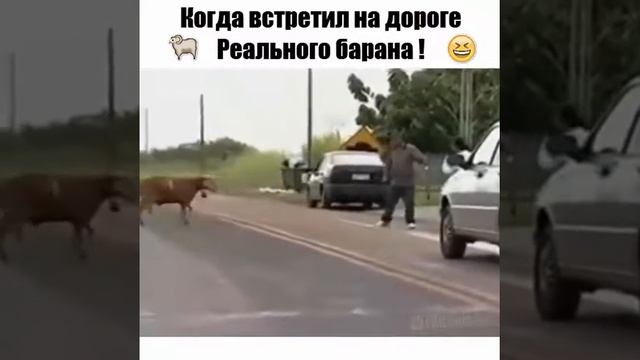 Когда встретил на дороге Реального барана! смотреть онлайн