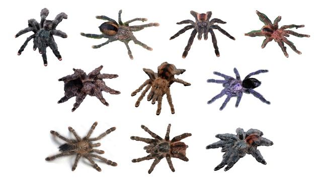 Species of Tarantula Part 5 | Family: Theraphosidae Genus: Avicularia & Their Scientific Names смотреть онлайн