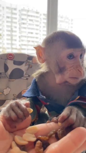 Тимоша смешно кушает орехи 🤣🥰 #monkey #bebymonke #обезьяна #shorts
