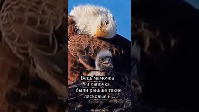 Орлы смотреть онлайн