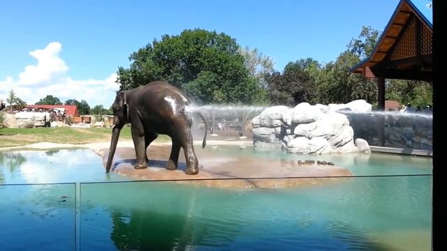 Elephant Enema смотреть онлайн