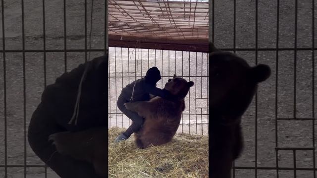 Спаринг с медведем! смотреть онлайн