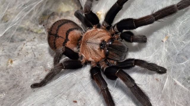 Chilobrachys fimbriatus pictures. смотреть онлайн