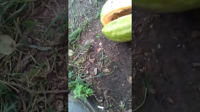 Арбузу почти год!!!!! Ужас смотреть онлайн