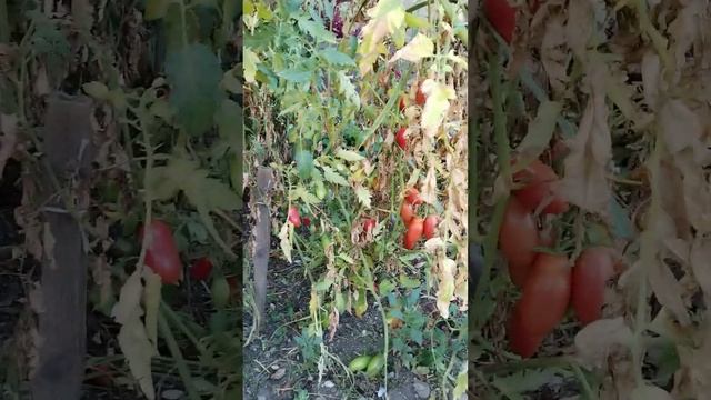 Обзор кур Фавероль.  Урожай помидорчиков и перца радует в этом году.