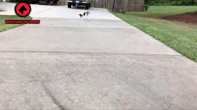 Top 10 Dog Breeds for Hunting Rats & Mice смотреть онлайн