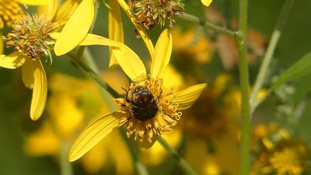 Gametis Flower Chafer on Wingstem Flower コアオハナムグリ赤銅色型がハチミツソウの花で食事 смотреть онлайн
