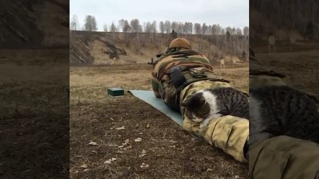 Боевой кот