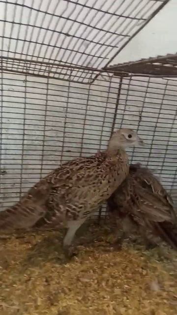 Фазаны✨ смотреть онлайн