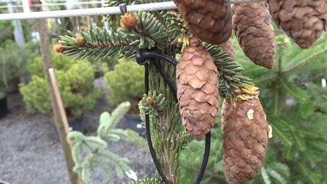 Picea abies ´Rothenhaus´ čes. smrk ztepilý смотреть онлайн