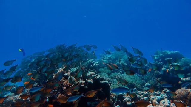 Adventure Time With Red Sail Sports, Grand Cayman