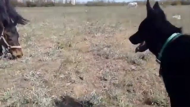 ВЕРНЫЙ ВАССАЛ 6 МЕС смотреть онлайн