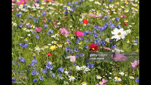 Мавританский цветущий луговой газон из интернета смотреть онлайн