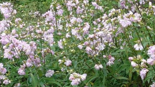 PARA QUE SIRVE🌿SAPONARIA 🌿BENEFICIOS🌿HIERBA JABONERA 🌿FLOR DE JABÓN 🌿 PROPIEDADES Y USOS MEDICINALE смотреть онлайн