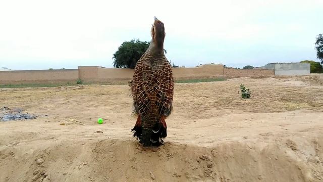 Teetar awaz | teetar voice | teetar sound | gray francolin teetar sound | female teetar voice смотреть онлайн