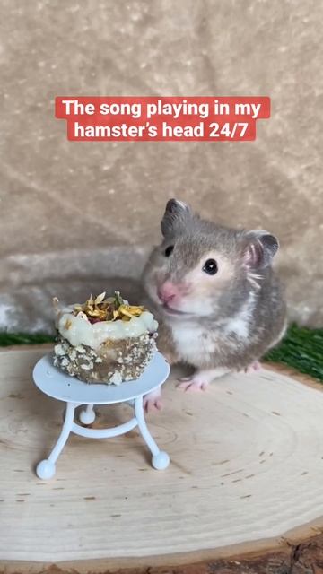 If my hamster had a theme song, this would be it 🎶 #hamsters #hamstertreats #nationalhamsterday смотреть онлайн