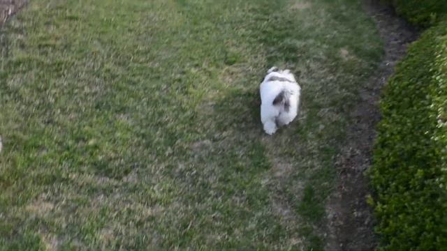 2015 April 19 Charly Kapri Koko Soleil смотреть онлайн