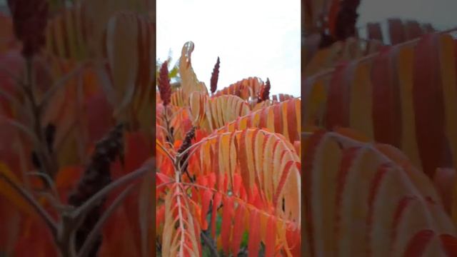 А осень тоже хочет теплоты нашего с тобою в ней участья 🍂 смотреть онлайн