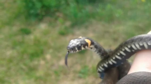 Ужи смотреть онлайн