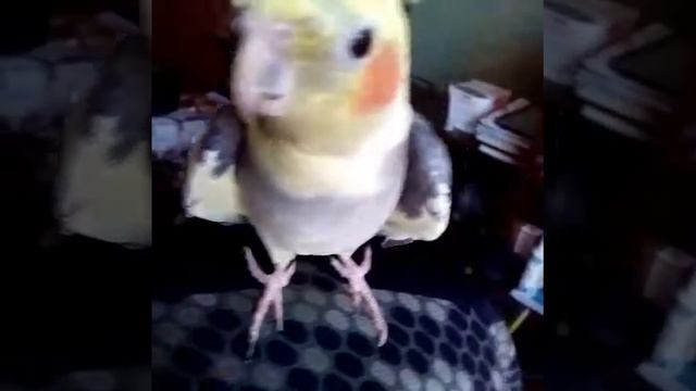 Кореллы. Кеша хороший смотреть онлайн
