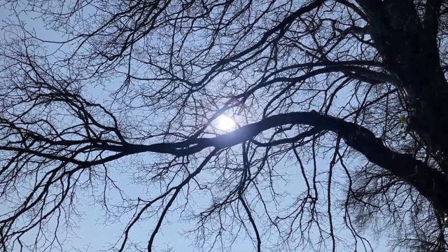 Large-leaved lime (Laciniata') - branches & twigs in the sun - March 2022 смотреть онлайн
