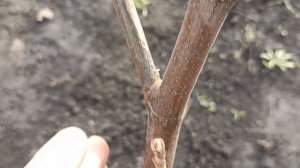 Раскрыл инжир весной после зимовки. Перезимовал отлично, готов к росту и плодоношению!