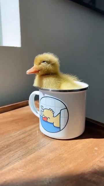 Sleepy Duck 😴  #funnyduck