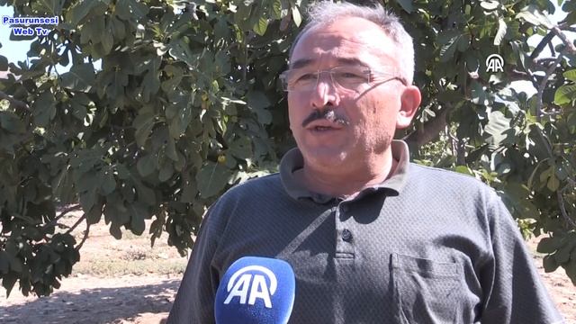 Aşırı Sıcaklar Kuru Incirde Hasadı öne çekti