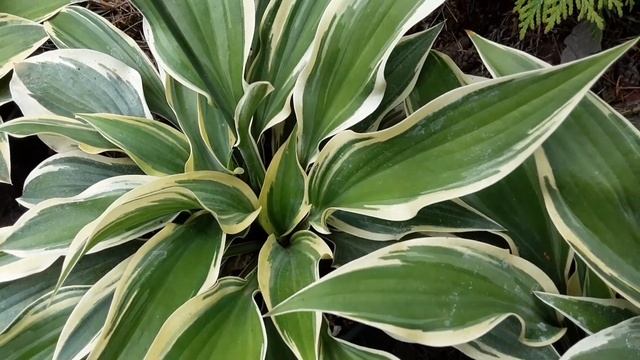 Хоста Bobcat ⭐ Hosta Bobcat