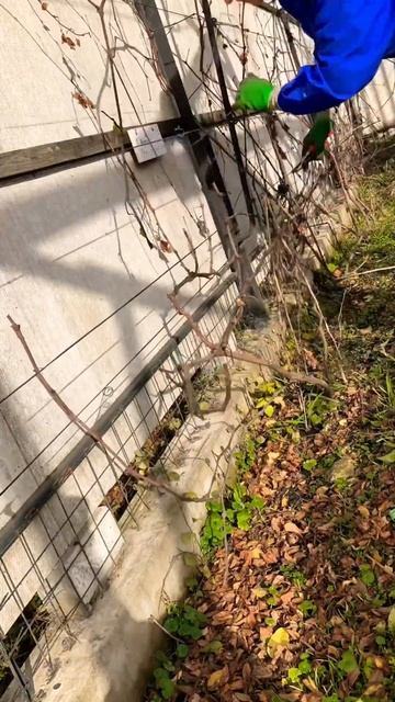 Реанимация Винограда. смотреть онлайн